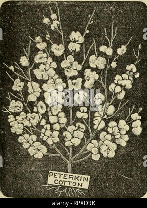 . Alexander Drug and Seed Co.'s annual descriptive and Illustrated catalogue. COTTON SEEDS. 25. PETERKIN'S IMPROVED COTTON. Prolific, Oneu Growing or Branching, Excel- lent Staple, Large Bolls, Small Seed and Yields Full 40 Per Cent, of Set Lint Col ton. EIGHT YEARS AGO we introduced the seed of this splendid variety of Cotton for the origi- nator, Capt. J. A. Peterkin, of South Carolina. We have sold great quantities of the Seed, and taking the country at large, from North Carolina to Texas, it has given more general satisfaction than any Improved Cotton ever put upon the market. It has conti