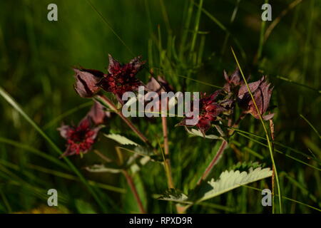 Flowers of a comarum paluste in wild thickets of thick grass Stock Photo