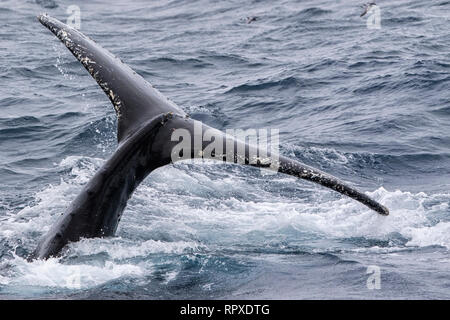 Humpback Whale adult, swimming near South Georgia, Antarctica, 4 January 2019 Stock Photo