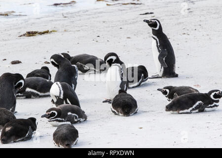 Magellanic Penguin, several birds on beach, Gypsy Cove, Falkland Islands 2 January 2019 Stock Photo