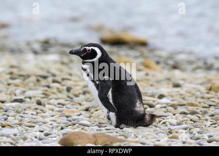 Magellanic Penguin, single adult on beach at Gypsy Cove, Falkland Islands 2 January 2019 Stock Photo