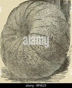 . Alexander Drug and Seed Co.'s annual descriptive and Illustrated catalogue. SEED POTATOES : ' ered have been grown for^ us from genuine stock especially lor seed. We claim from ibis careful selection increased yield, eaily maturity, healthy, vigorous growth, and offer the follow - ing varieties as being the best for this section. Prices on application. Early Rose—The leading variety here forearliness, quality and produci- iveness. Beauty of Hebron—Very rapid, vigorous grower, ripening eaily, very iroductive. Excellent for table Early Ohio - Deservedly one of the most popular ; very early ; c