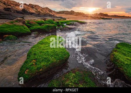 Colorful sunset on the sea shore with green algae Stock Photo
