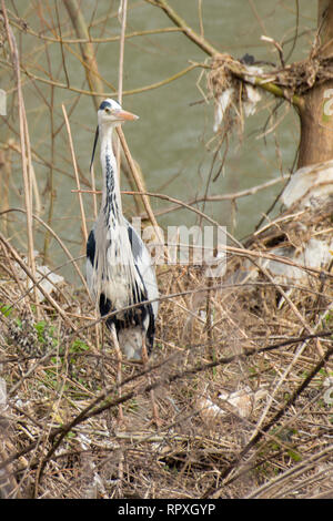 heron among the waste of the river polluted by the incivility of man Stock Photo