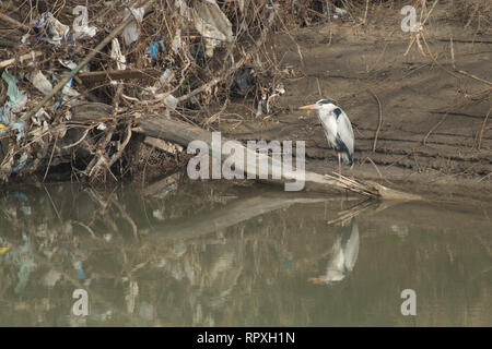 heron among the waste of the river polluted by the incivility of man Stock Photo