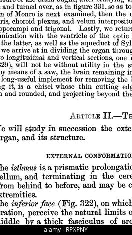 . The comparative anatomy of the domesticated animals. Veterinary anatomy. 676 THE CENTRAL AXIS OF THE NERVOUS SYSTEM. glands: small appended lobes placed one on the superior, the other on the inferior face of the isthmus.^ Fig. 322. Medulla Oblongata. (Figs. 323, 324, 829.) The medulla oblongata constitutes the posterior portion of the encephalic isthmus; it succeeds the spinal cord, and extends forvyard as far as the pons Varolii. It is a thick peduncle of a white colour, wider before than behind, flattened above and below, and having four faces—an inferior, superior, and two lateral. Inferi Stock Photo