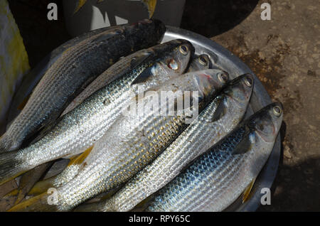 Busy fish market in Mbour, Senegal, a regional trade hub Stock Photo