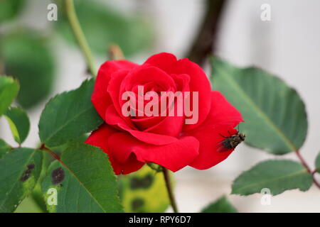 Single red rose with thick layered fully open blooming rose with fly on petals surrounded with dark green leaves in local garden on warm summer day Stock Photo