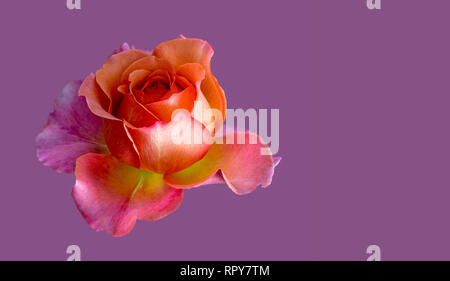 Colorful fine art still life macro of a single isolated orange pink yellow rose blossom, violet background,detailed texture,vintage painting style Stock Photo