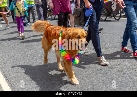 A red golden retriever taking part in the York Pride 2018 (York LGBT Pride) parade, 9th June 2018, City of York, UK. Stock Photo
