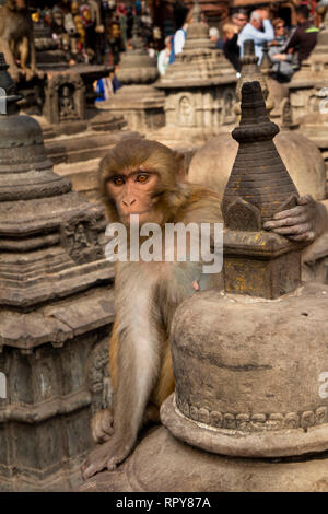 Nepal, Kathmandu, Swayambhunath Temple, rhesus macaque monkey on stupas around main temple Stock Photo