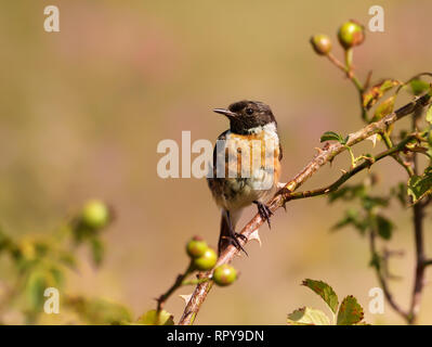 Juvenile European stonechat perching on a rose bush, UK. Stock Photo