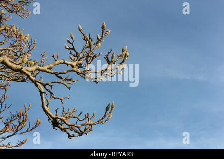 Magnolia buds stretching themselves into sky. Tree shows different ...