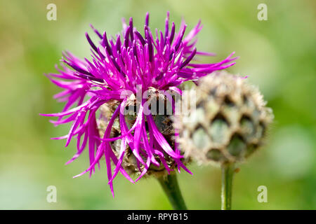 Greater Knapweed (centaurea scabiosa), close up of a single flower with bud. Stock Photo