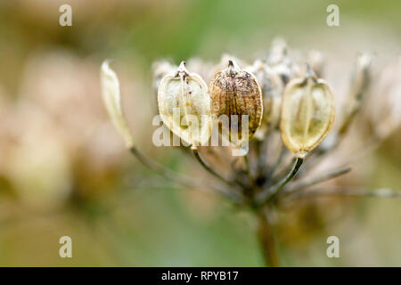 Hogweed or Cow Parsnip (heracleum sphondylium), close up of a group of seed pods with low depth of field. Stock Photo