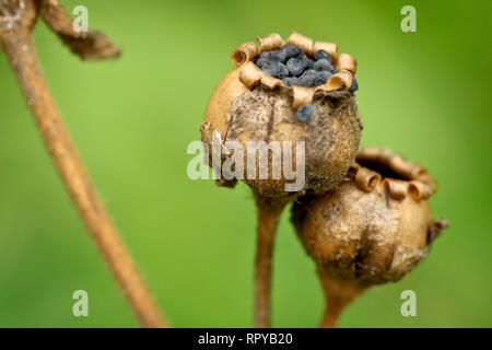 Red Campion (silene dioica), close up of a group of seedpods with their seeds still present. Stock Photo