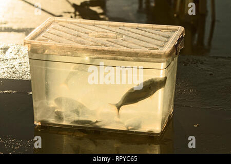 Fish caught in the morning in Bebek, Istanbul, Turkey by individual hunter and put in a plastic box full of sea water. Stock Photo
