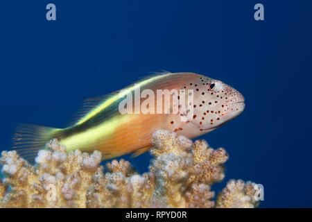 Black-sided hawkfish (Paracirrhites forsteri) sits on stone coral (Hexacorallia), Red Sea, Egypt Stock Photo