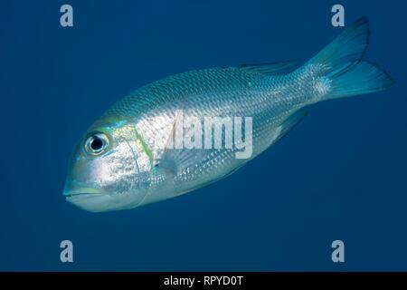 Humpnose big-eye bream (Monotaxis grandoculis) swims in the open sea, Red Sea, Egypt Stock Photo