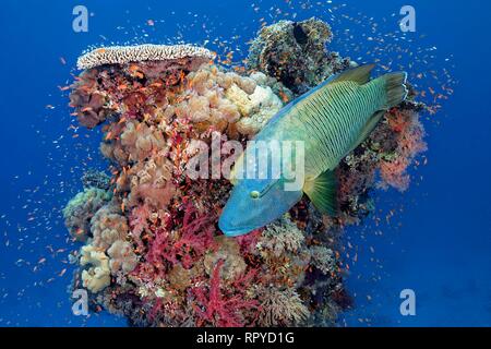 Adult Humphead Wrasse (Cheilinus undulatus) swims over Coral Tower, Red Sea, Egypt Stock Photo