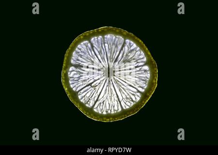 Close up shot of sliced (cross section) lime with black background sowing internal structure. Stock Photo