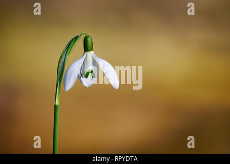 White Snowdrop (Galanthus)  Flower Sunny Morning Stock Photo
