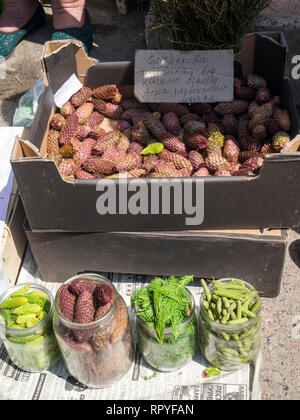 Young pine cones and pine shoots for sale on the market in Kolomyia, South West Ukraine. Stock Photo