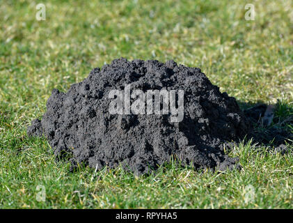 Criewen, Germany. 22nd Feb, 2019. A molehill is in a green meadow. Credit: Patrick Pleul/dpa-Zentralbild/ZB/dpa/Alamy Live News Stock Photo