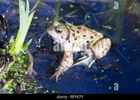 23rd Feb 2019. Signs of spring today as a Common frog (Rana temporaria) sits among a pile of spawn laid overnight in East Sussex, UK. Credit: Ed Brown/Alamy Live News Stock Photo
