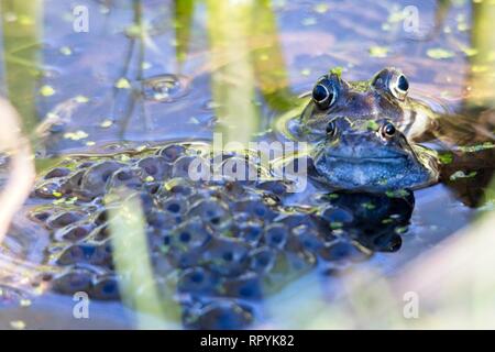 23rd Feb 2019. Signs of spring today as a Common frog (Rana temporaria) sits among a pile of spawn laid overnight in East Sussex, UK. Credit: Ed Brown/Alamy Live News Stock Photo