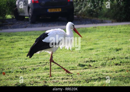 Stork on the grass in park Hitland in Nieuwerkerk aan den IJssel in the Netherlands searching for food Stock Photo