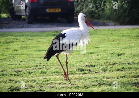 Stork on the grass in park Hitland in Nieuwerkerk aan den IJssel in the Netherlands searching for food Stock Photo