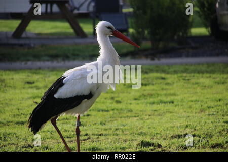 Stork on the grass in park Hitland in Nieuwerkerk aan den IJssel in the Netherlands searching for food Stock Photo