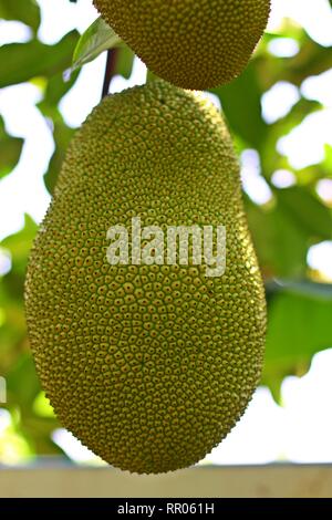 fresh green jackfruit hanging on the tree Stock Photo