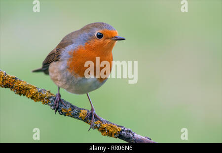 European robin posing on a lichen perch with green background Stock Photo