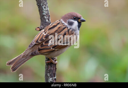 Eurasian tree sparrow perched with view from back Stock Photo