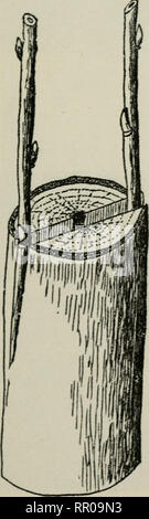 . Agriculture of Maine : ... annual report of the Commissioner of Agriculture of the State of Maine. Agriculture -- Maine. EXPERIMENTS IX ORCHARD CULTURE. 23 Top-working by cleft-grafting, which is the most common method, may be performed with very Httle loss of time. In no case, however, should an old tree be cut back to a few large stubs and cions inserted in these w^ith the hope of satisfactory results. The proper method of top-grafting an old tree is not to make a few large limbs the basis of a new top, but to remove a larger number of small limbs ranging from one to two inches in diameter Stock Photo