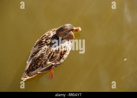 Isolated duck top view in brown water Stock Photo