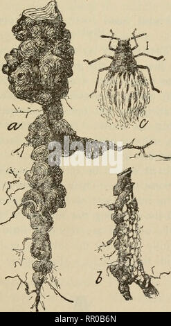 . Agriculture of Maine : ... annual report of the Commissioner of Agriculture of the State of Maine. Agriculture -- Maine. REPORT OF STATE ENTOMOLOGIST. 299 female lice; the females of these lay eggs from which the new generation starts the following spring. The lice generally congregate around the scar produced by the pruning of a limb or where an injury has occurred to the bark.&quot; All trees purchased from a nursery out of the State should be thoroughly examined for the above described appearance. The best remedy for those on the trunk and limbs is a ten per cent solution of kerosene oil, Stock Photo