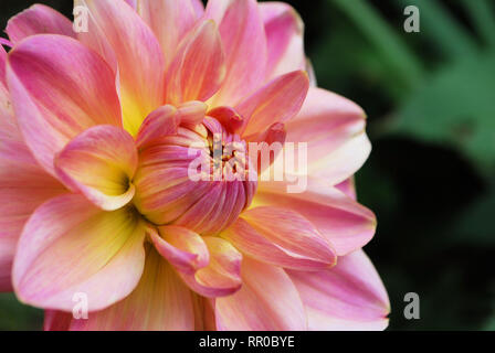 Pink and Yellow Dahlia Flower Stock Photo