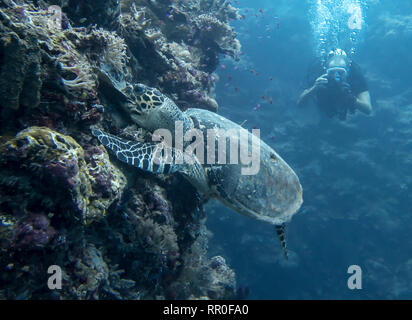 Hawksbill sea turtle bites down on coral and rips it off reef wall underwater in Palau. Stock Photo