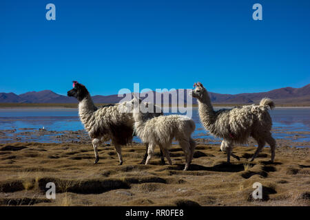 Tree Alpacas near Salar de Uyuni, Boliva Stock Photo