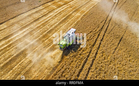 Aerial view on the combine working on the large sunflowers field Stock Photo