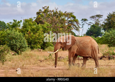 View of the African elephant savanna goes on safari in Kenya, with blurred trees and monkeys in the background Stock Photo