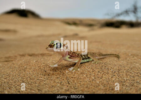 zoology, reptile (Reptilia), Namib sand gecko, web-footed gecko or Namib sand gecko (Pachydactylus ran, Additional-Rights-Clearance-Info-Not-Available Stock Photo