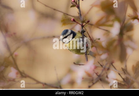 Bluetit (Cyanistes caeruleus) on branch of a cherry tree, Braunschweig, Lower Saxony, Germany, Additional-Rights-Clearance-Info-Not-Available Stock Photo