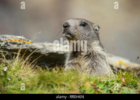 zoology, mammal (mammalia), alpine marmot (Marmota Marmota), Additional-Rights-Clearance-Info-Not-Available