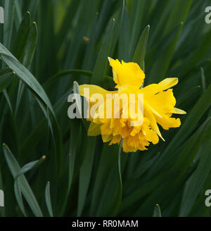 Telamonius plenus 'Van Sion' Stock Photo