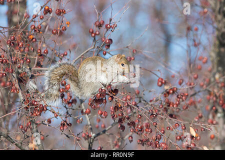 Sciurus carolinensis, common name eastern gray squirrel or grey squirrel  feeding with Japanese flowering crabapple in winter Stock Photo