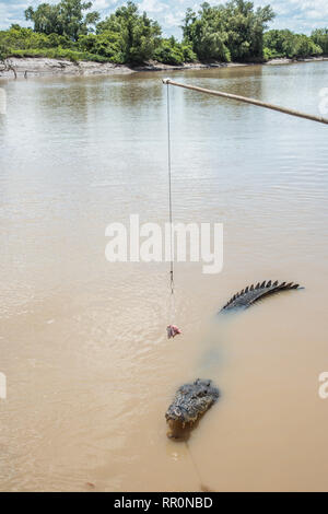 Australian saltwater crocodile with fishing line and raw meat during feed in the Adelaide River in Middle Point, Northern Territory, Australia Stock Photo